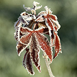 Acer japonica 'Skeeters Broom'
