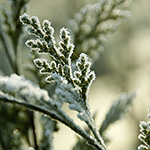 Chamaecyparis lawsoniana 'Yvonne'