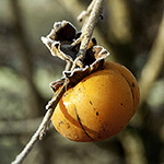 Diospyros kaki