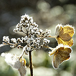 Hydrangea paniculata 'Dart's Little Dot'