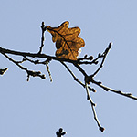 Quercus robur