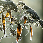 Spiraea japonica var. acuminata