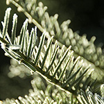 Taxus baccata