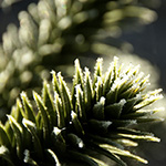 Araucaria araucana