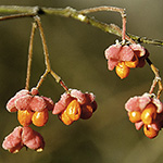Euonymus europaeus