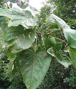 Bladeren van Populus ciliata.