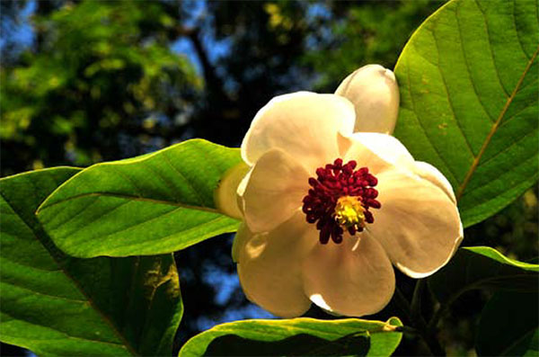 Magnolia sieboldii ssp sieboldii in volle bloei
