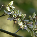 Acer rufinerve
