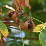 Aesculus turbinata