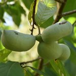 Asimina triloba