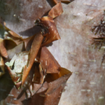 Betula albosinensis