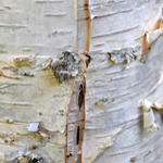 Betula luminifera