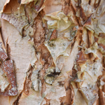 Betula nigra