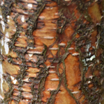 Betula papyrifera