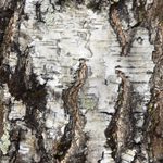 Betula pendula