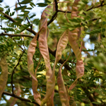 Gleditsia triacanthos
