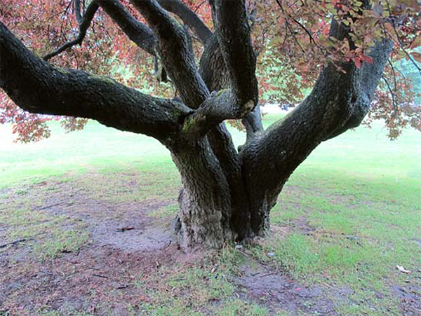 Een fraaie oude Prunus cerasifera in Parc Barbieux Foto: Eddy Olthoff