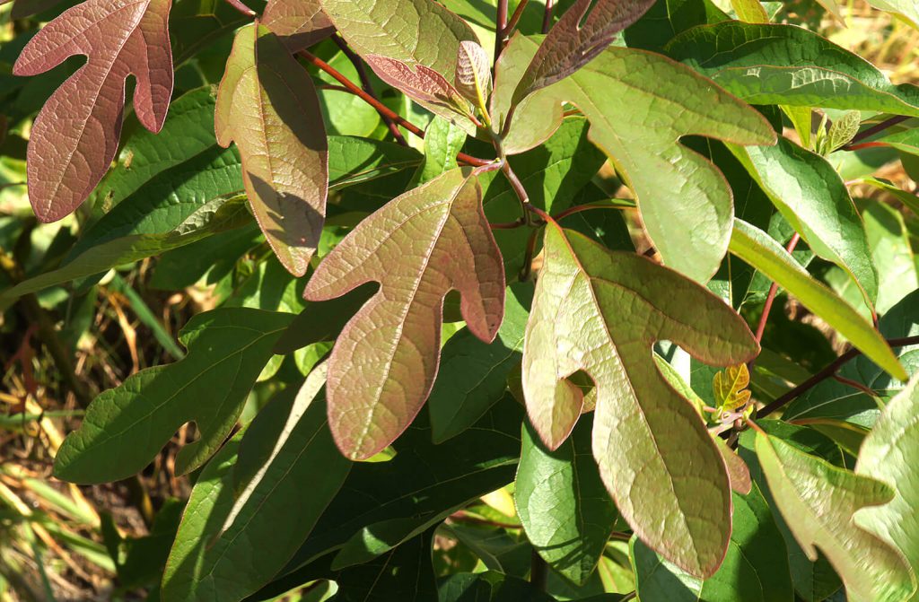 Blad van de <i>Sassafras albidum</i> in Arboretum Arcadië (Gasselte)<br> Foto: Wiecher Huisman