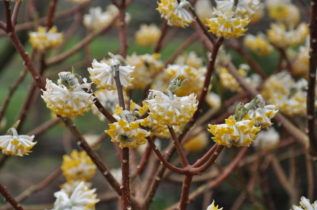 <i>Edgeworthia chrysantha</i>, bloemen in detail<br> Foto: Gert Fortgens
