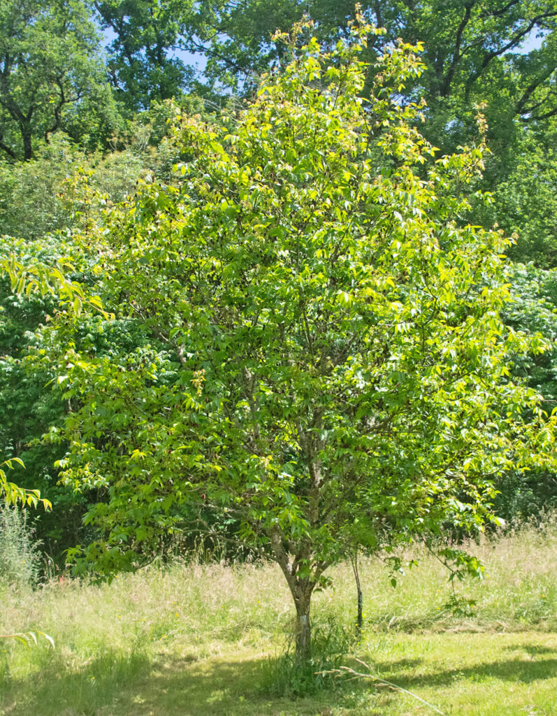 Habitus van <em>Platycarya strobilacea</em>