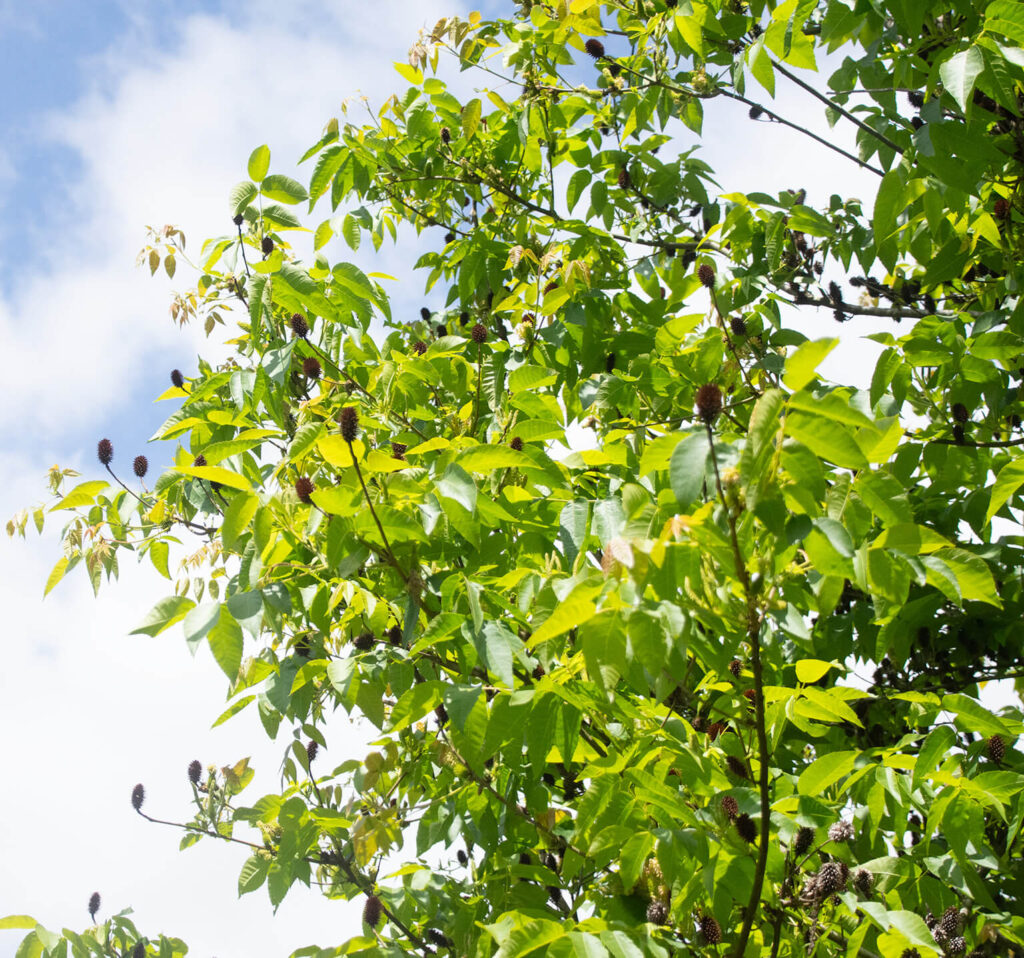 <em>Platycarya strobilacea</em> met duidelijk zichtbare kegels