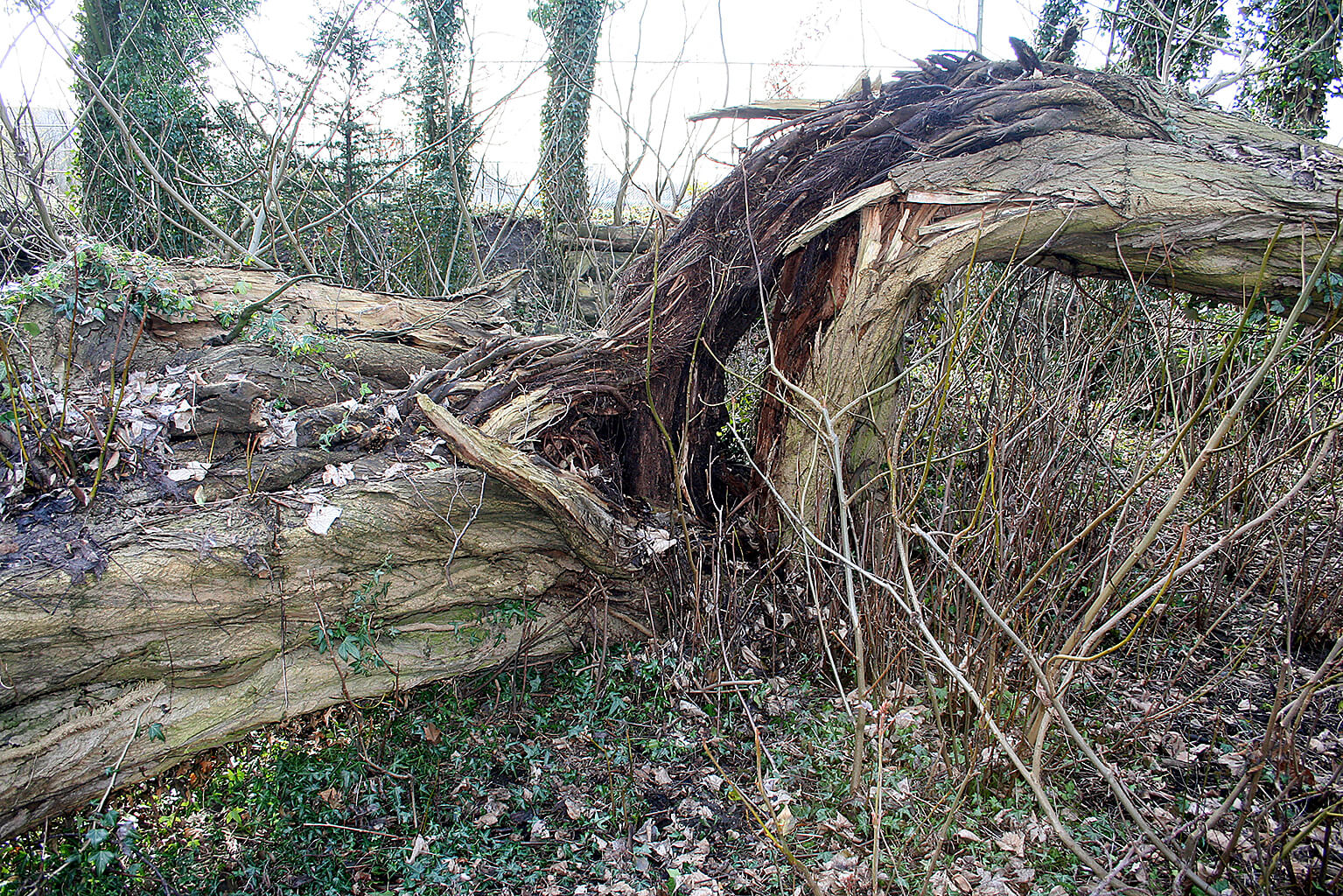 Horizontale Bomen | Nederlandse Dendrologische Vereniging