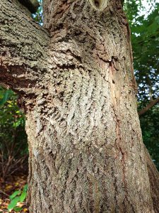 Stam van de <i>Sassafras albidum</i> in De Punt<br>Foto: Wiecher Huisman