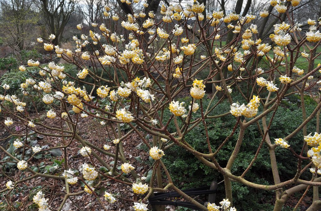 Uitbundige winterbloei van <i>Edgeworthia chrysantha</i><br> Foto: Gert Fortgens